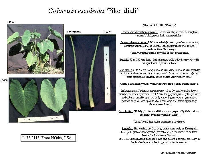 Colocasia esculenta ‘Piko uliuli’ 3607 (Haehae, Piko Uli, Waianae) Lisa Raymond 3609 Origin, and