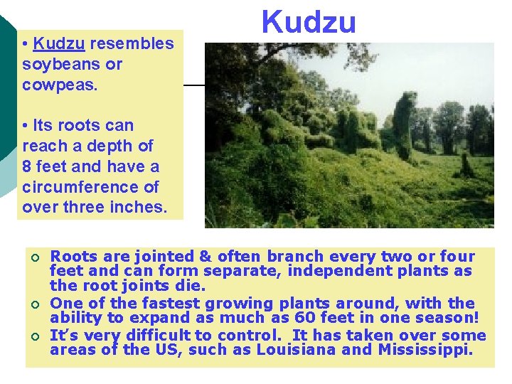  • Kudzu resembles soybeans or cowpeas. Kudzu • Its roots can reach a