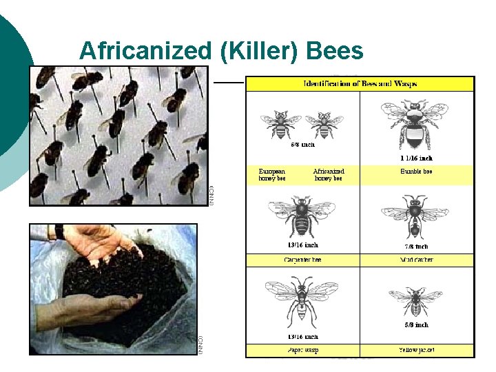 Africanized (Killer) Bees 