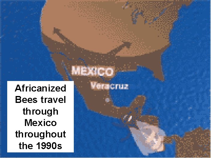 Africanized Bees travel through Mexico throughout the 1990 s 