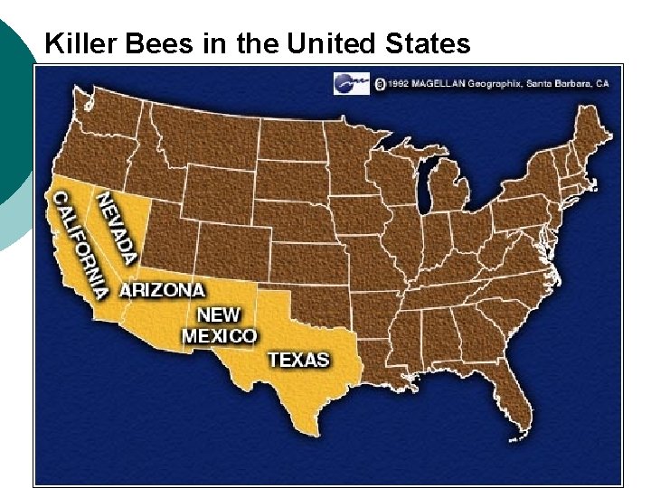 Killer Bees in the United States 