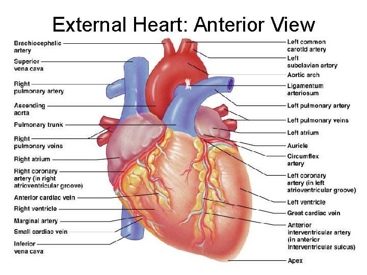 External Heart: Anterior View Figure 18. 4 b 