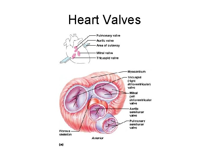 Heart Valves 