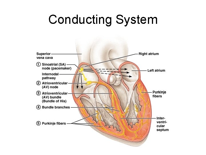 Conducting System 