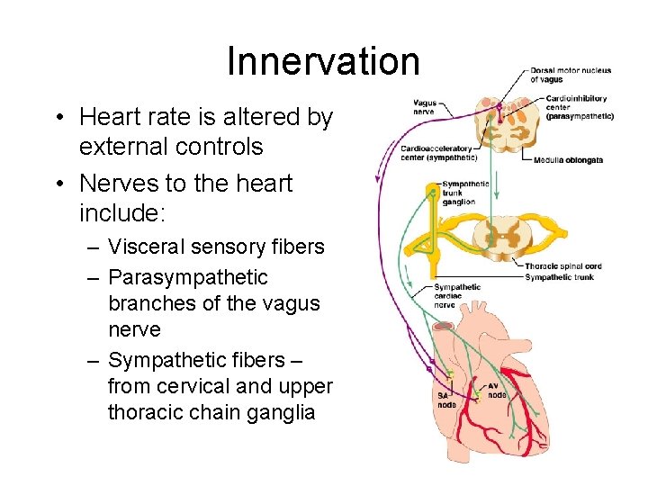 Innervation • Heart rate is altered by external controls • Nerves to the heart