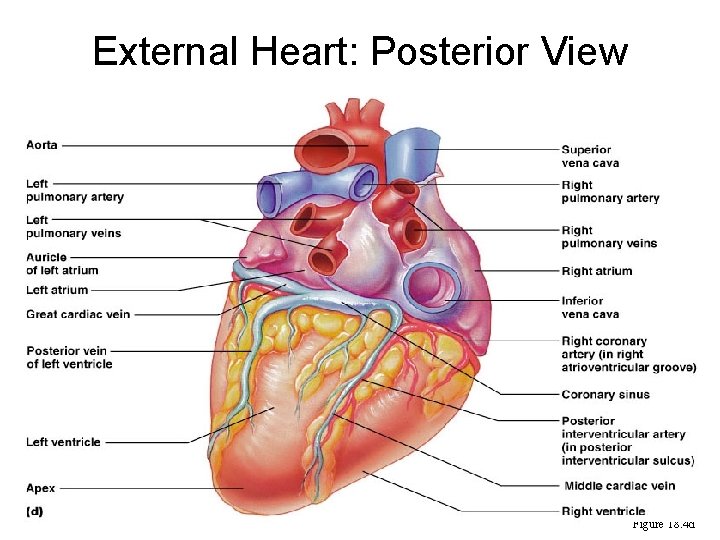 External Heart: Posterior View Figure 18. 4 d 