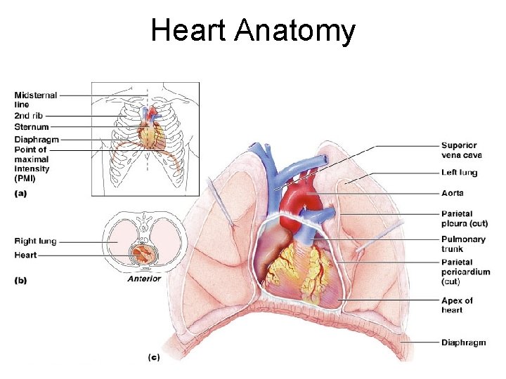 Heart Anatomy Figure 18. 1 