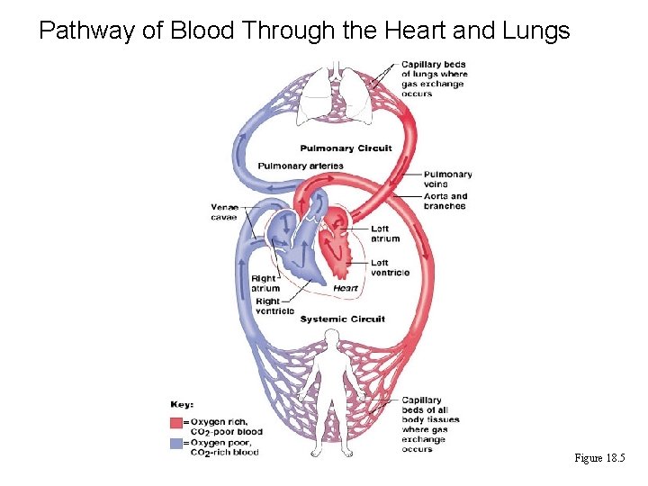 Pathway of Blood Through the Heart and Lungs Figure 18. 5 