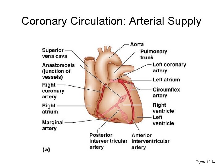 Coronary Circulation: Arterial Supply Figure 18. 7 a 