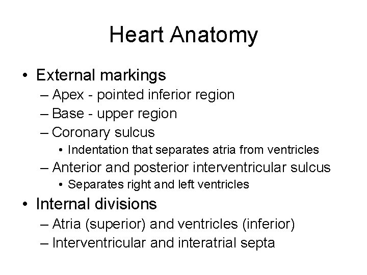 Heart Anatomy • External markings – Apex - pointed inferior region – Base -