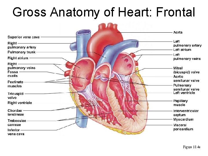 Gross Anatomy of Heart: Frontal Section Figure 18. 4 e 