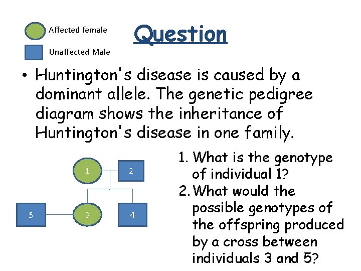 Question Affected female Unaffected Male • Huntington's disease is caused by a dominant allele.