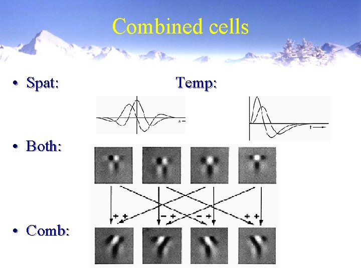 Combined cells • Spat: • Both: • Comb: Temp: 