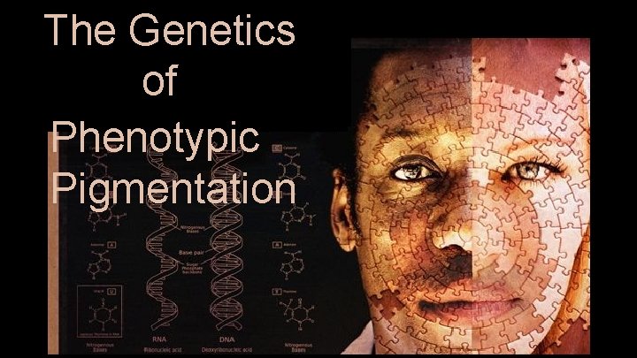 ; The Genetics of Phenotypic Pigmentation ; 