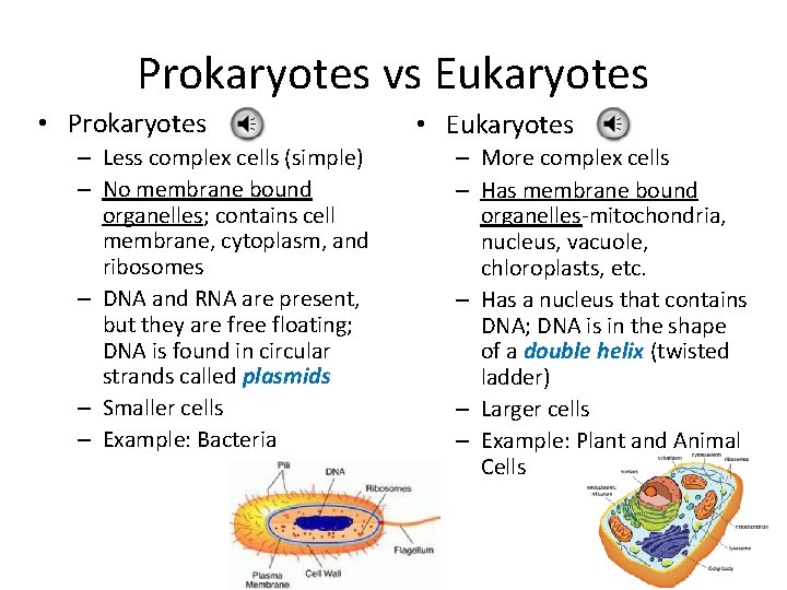 Prokaryotes vs Eukaryotes • Prokaryotes – Less complex cells (simple) – No membrane bound