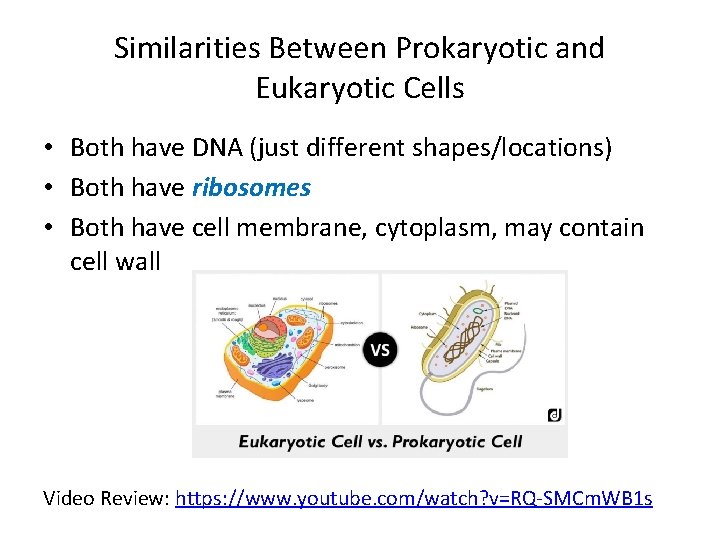 Similarities Between Prokaryotic and Eukaryotic Cells • Both have DNA (just different shapes/locations) •