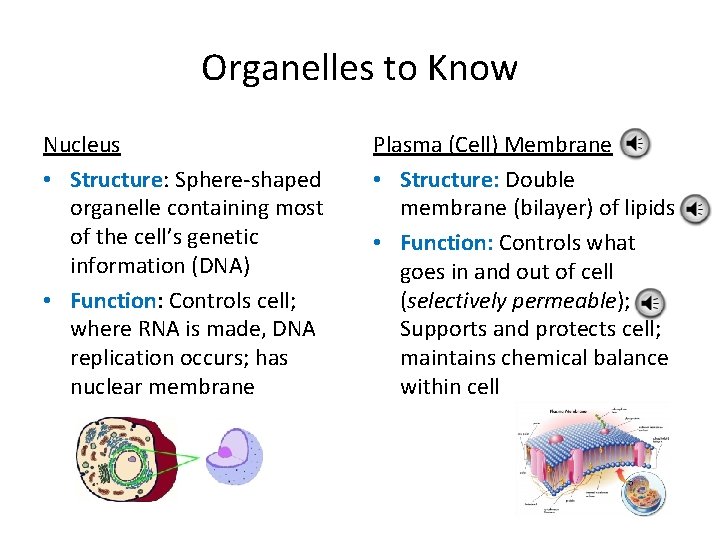 Organelles to Know Nucleus • Structure: Sphere-shaped organelle containing most of the cell’s genetic