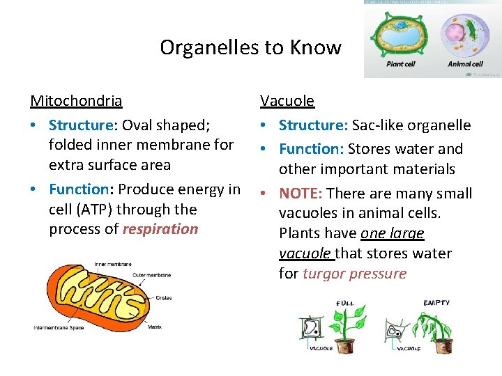 Organelles to Know Mitochondria • Structure: Oval shaped; folded inner membrane for extra surface