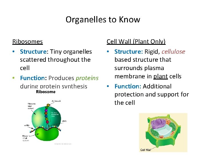 Organelles to Know Ribosomes • Structure: Tiny organelles scattered throughout the cell • Function: