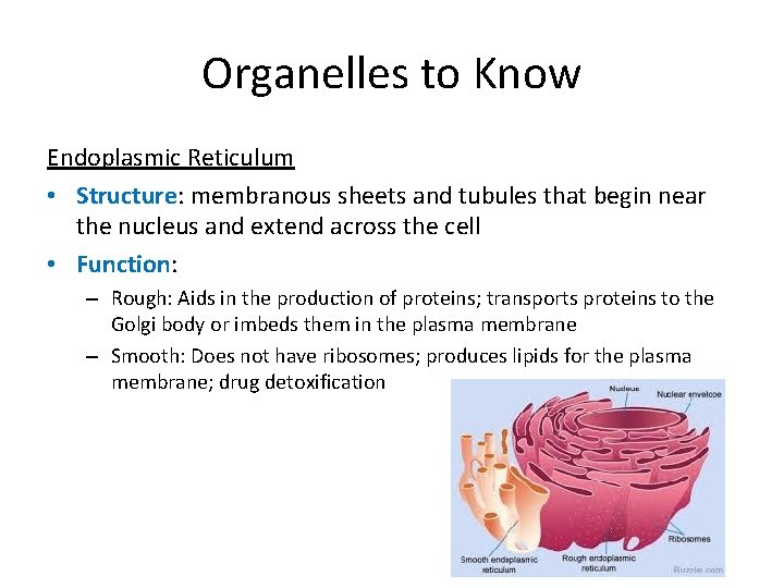 Organelles to Know Endoplasmic Reticulum • Structure: membranous sheets and tubules that begin near
