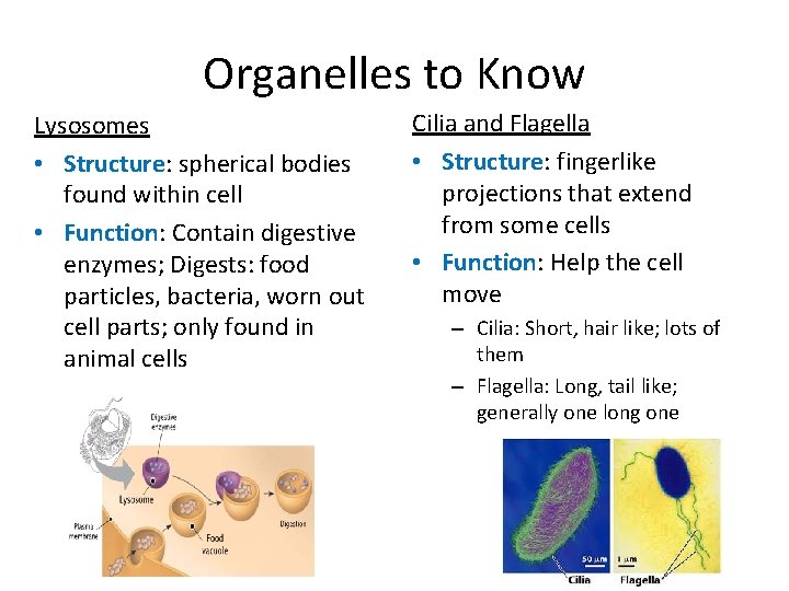 Organelles to Know Lysosomes • Structure: spherical bodies found within cell • Function: Contain