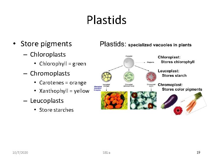 Plastids • Store pigments – Chloroplasts • Chlorophyll = green – Chromoplasts • Carotenes