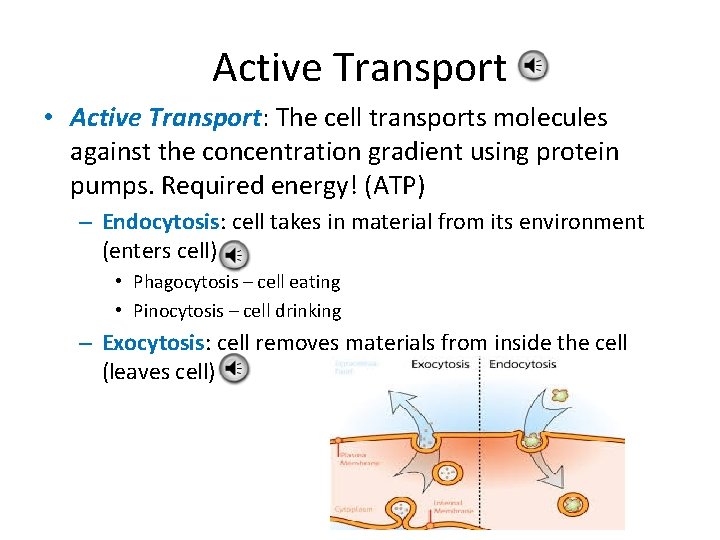Active Transport • Active Transport: The cell transports molecules against the concentration gradient using
