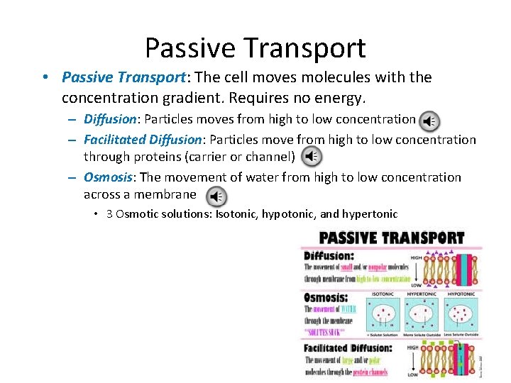 Passive Transport • Passive Transport: The cell moves molecules with the concentration gradient. Requires