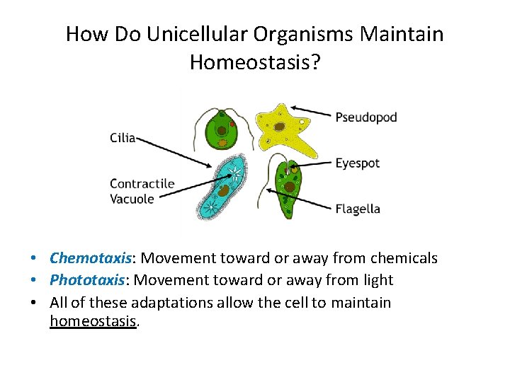 How Do Unicellular Organisms Maintain Homeostasis? • Chemotaxis: Movement toward or away from chemicals