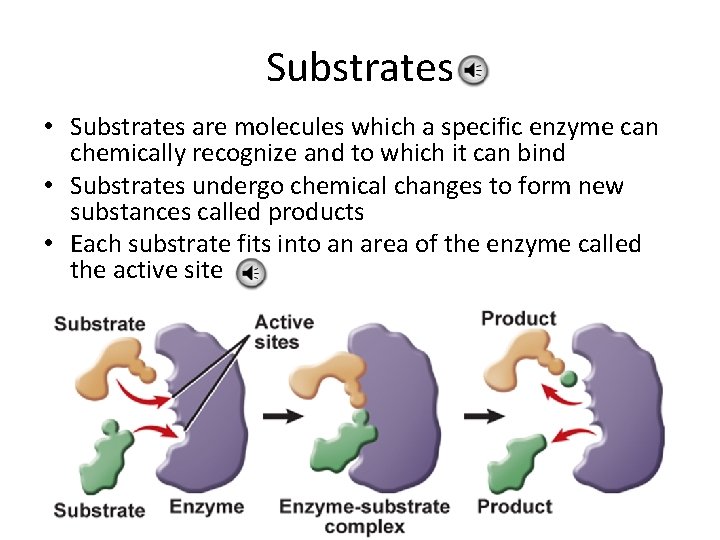 Substrates • Substrates are molecules which a specific enzyme can chemically recognize and to