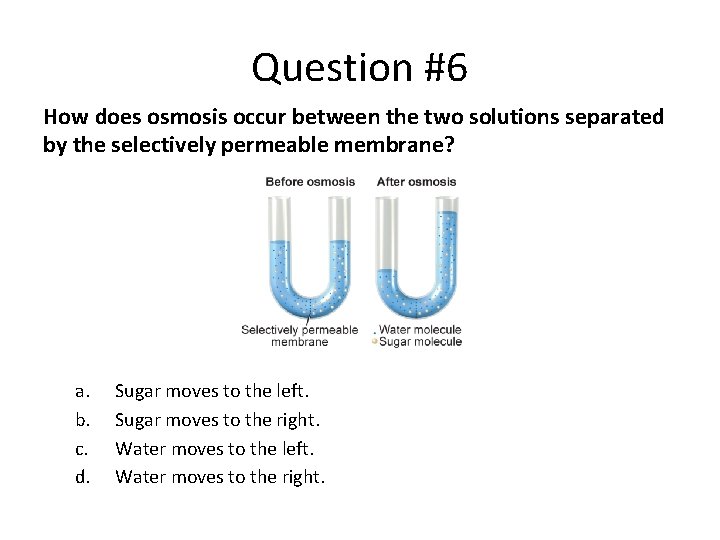 Question #6 How does osmosis occur between the two solutions separated by the selectively