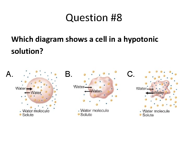 Question #8 Which diagram shows a cell in a hypotonic solution? A. B. C.