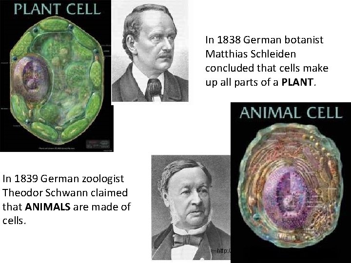 In 1838 German botanist Matthias Schleiden concluded that cells make up all parts of