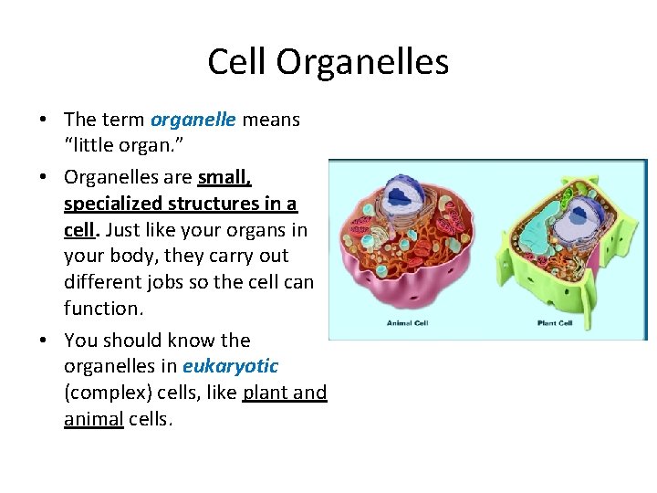Cell Organelles • The term organelle means “little organ. ” • Organelles are small,
