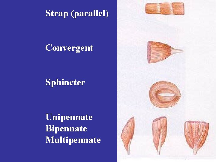 Strap (parallel) Convergent Sphincter Unipennate Bipennate Multipennate 