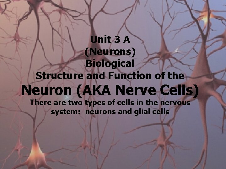 Unit 3 A (Neurons) Biological Structure and Function of the Neuron (AKA Nerve Cells)