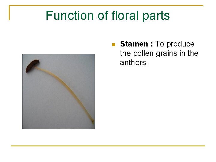 Function of floral parts n Stamen : To produce the pollen grains in the