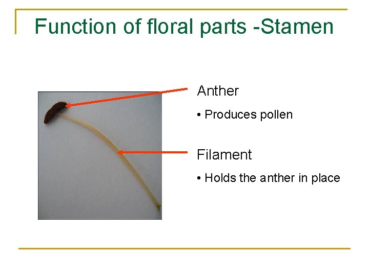 Function of floral parts -Stamen Anther • Produces pollen Filament • Holds the anther
