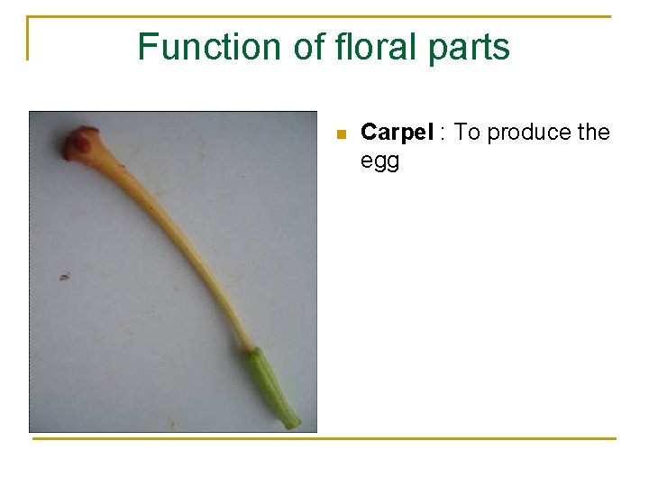 Function of floral parts n Carpel : To produce the egg 