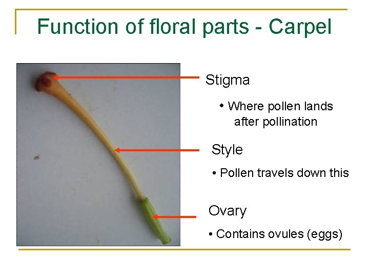 Function of floral parts - Carpel Stigma • Where pollen lands after pollination Style