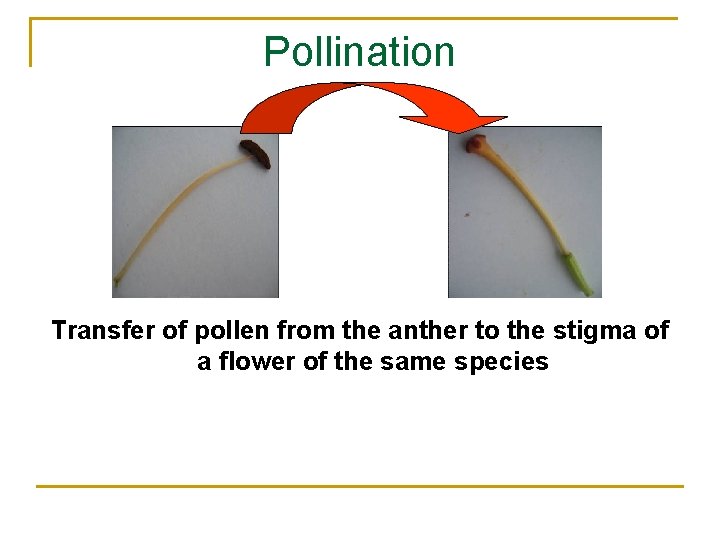 Pollination Transfer of pollen from the anther to the stigma of a flower of