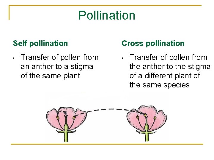 Pollination Self pollination • Transfer of pollen from an anther to a stigma of