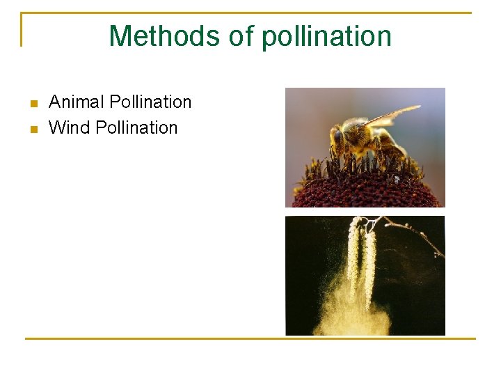 Methods of pollination n n Animal Pollination Wind Pollination 