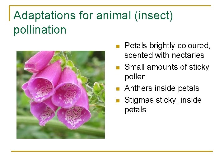 Adaptations for animal (insect) pollination n n Petals brightly coloured, scented with nectaries Small