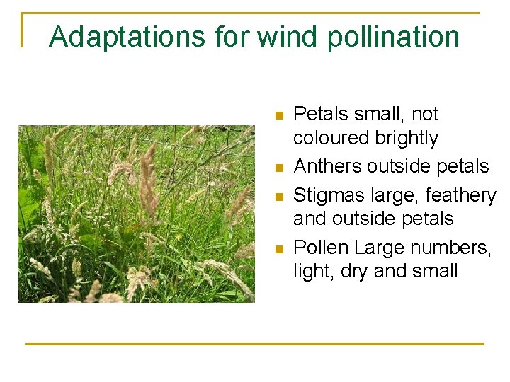 Adaptations for wind pollination n n Petals small, not coloured brightly Anthers outside petals