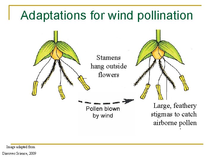 Adaptations for wind pollination Stamens hang outside flowers Large, feathery stigmas to catch airborne