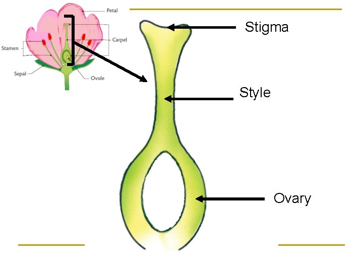 Stigma Style Ovary 