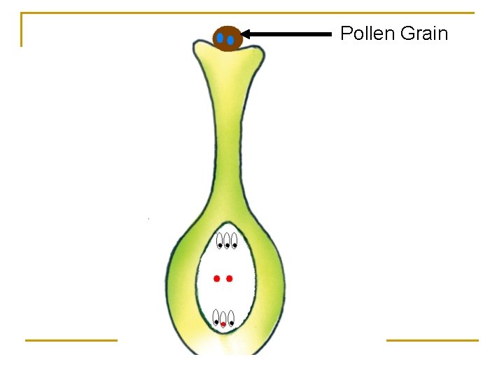 Pollen Grain 