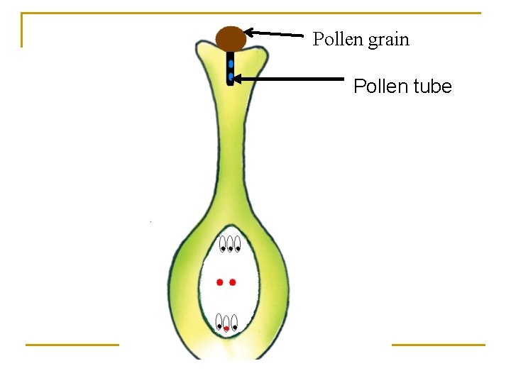 Pollen grain Pollen tube 