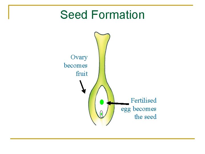 Seed Formation Ovary becomes fruit • 3 N endosperm nucleus Fertilised egg becomes the